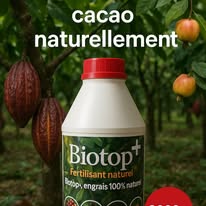Champ de cacao avec des fruits mûrs prêts à être récoltés en Côte d'Ivoire
